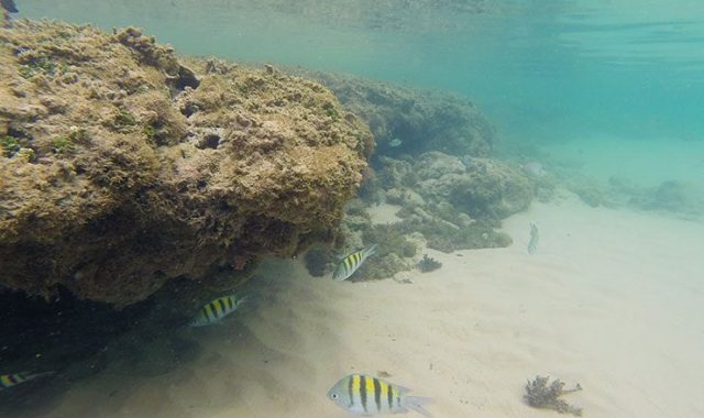 Preserve os corais, eles não são pedras