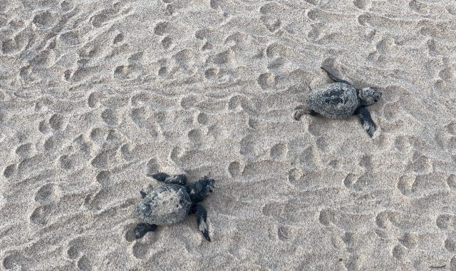 Você sabia que a Península é um berçário de tartarugas marinhas?